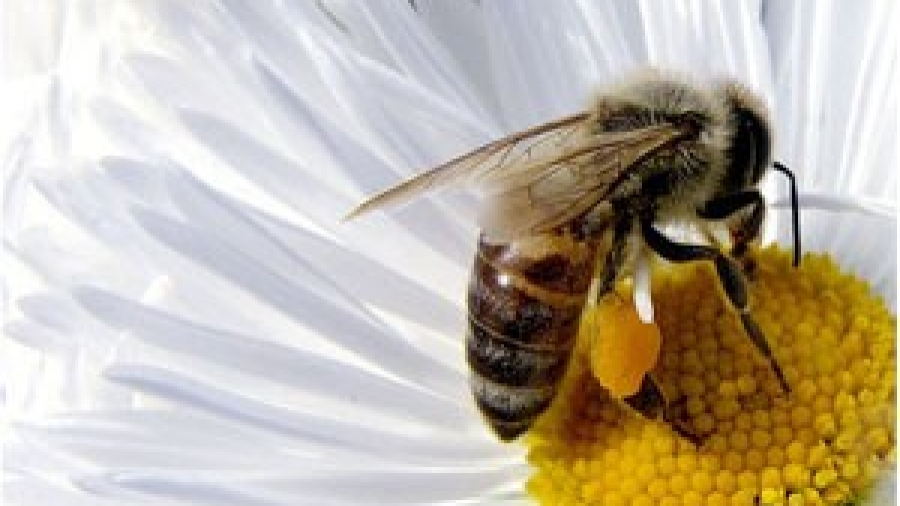 Abeja