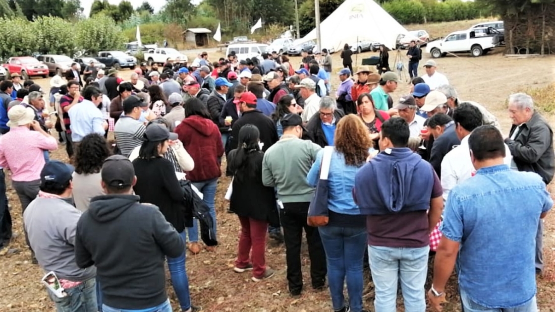 Asistentes a día de campo de semillas de papa certificadas Cañete