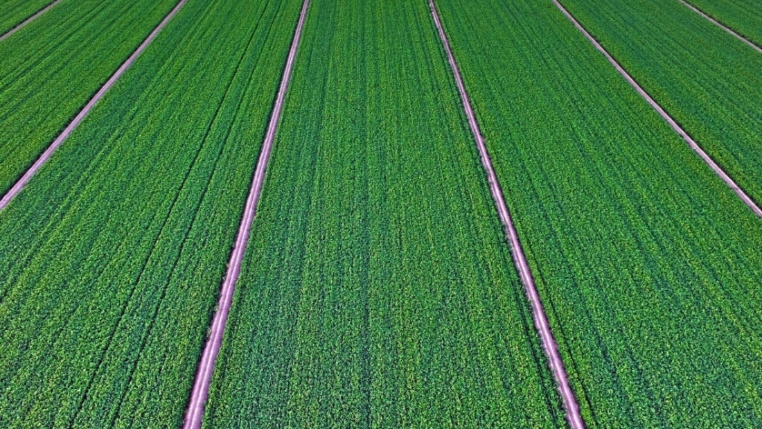 Alfalfa-shutterstock_417428899-1024x768