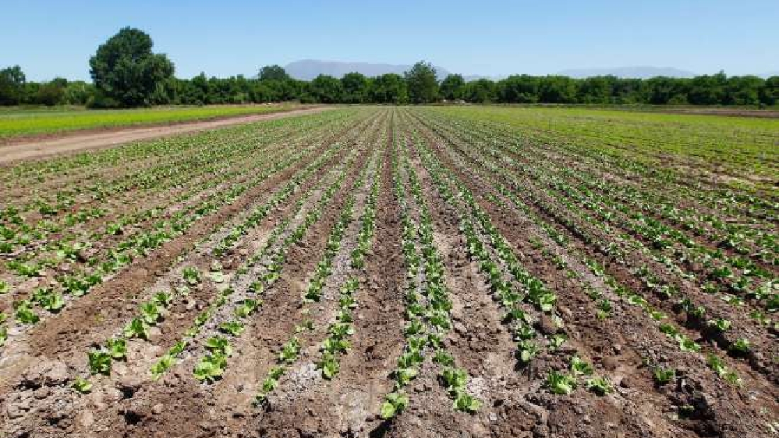 En la Región Metropolitana se encuentra el 30% de la superficie hortícola cultivada del país.
Crédito: El Mercurio