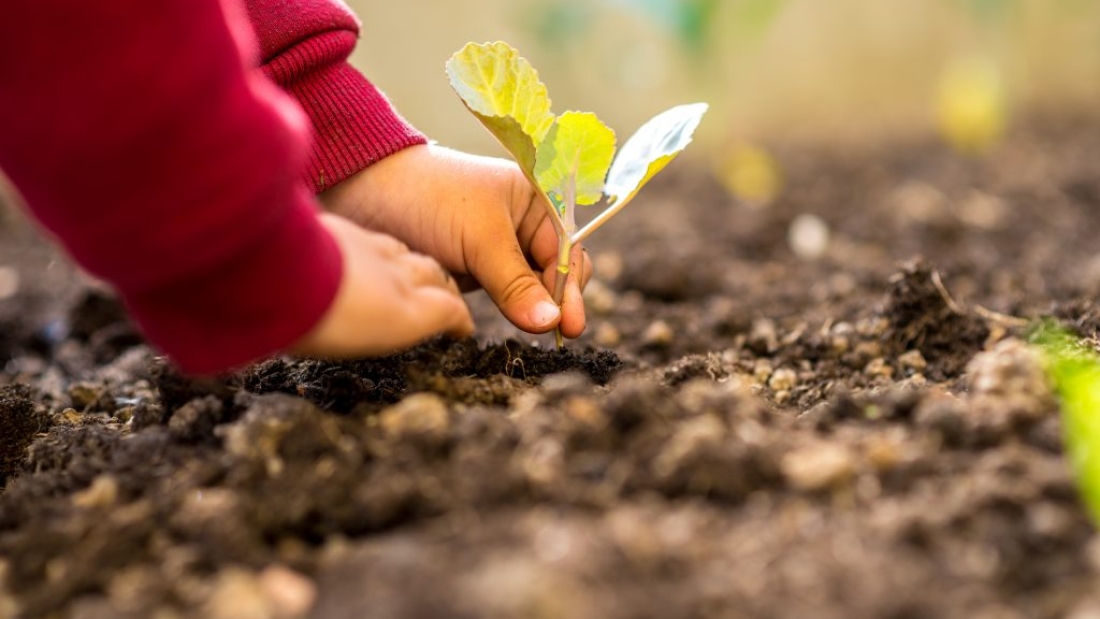 e83ebd74-agricultura-campo-adobestock_82396715-1024x684