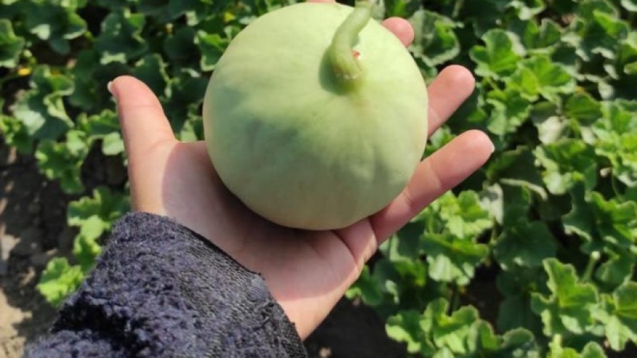 Melón Baby Galia cultivado para semillas en el valle de Casablanca.
Crédito: Gentileza Marta Lira