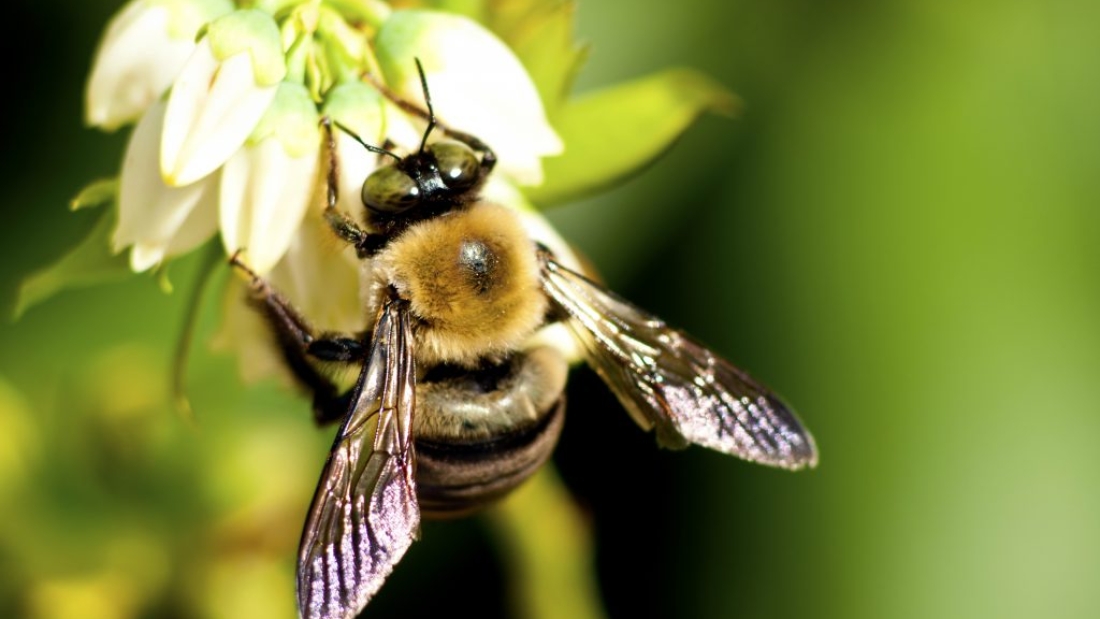 b644d667-abejas-shutterstock_126139766-1024x680