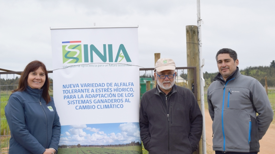 Viviana Barahona, Carlos Ovalle y Luis Inostroza, expertos en alfalfa