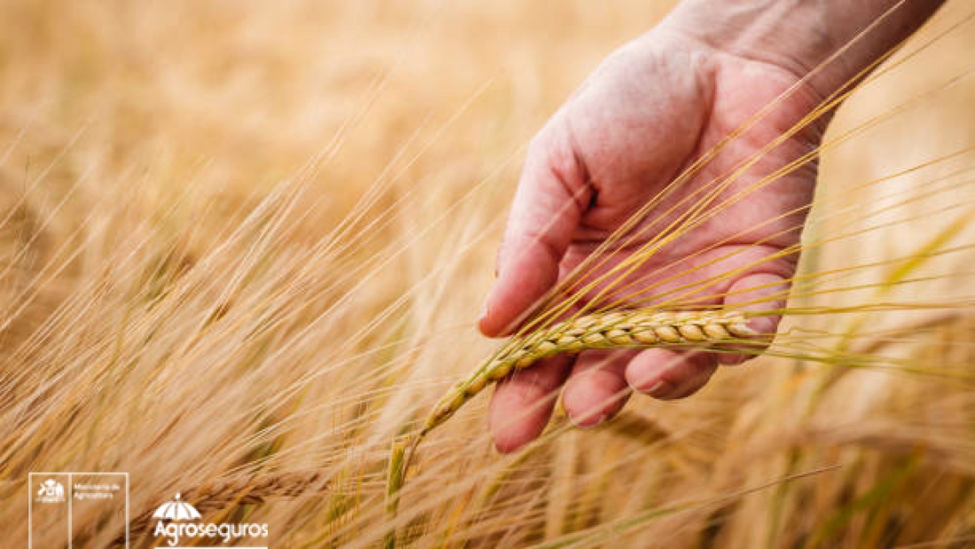 Farmer inspecting agricultural field and control quality of barley crop before harvesting. Female hand touching ripe cereal plant