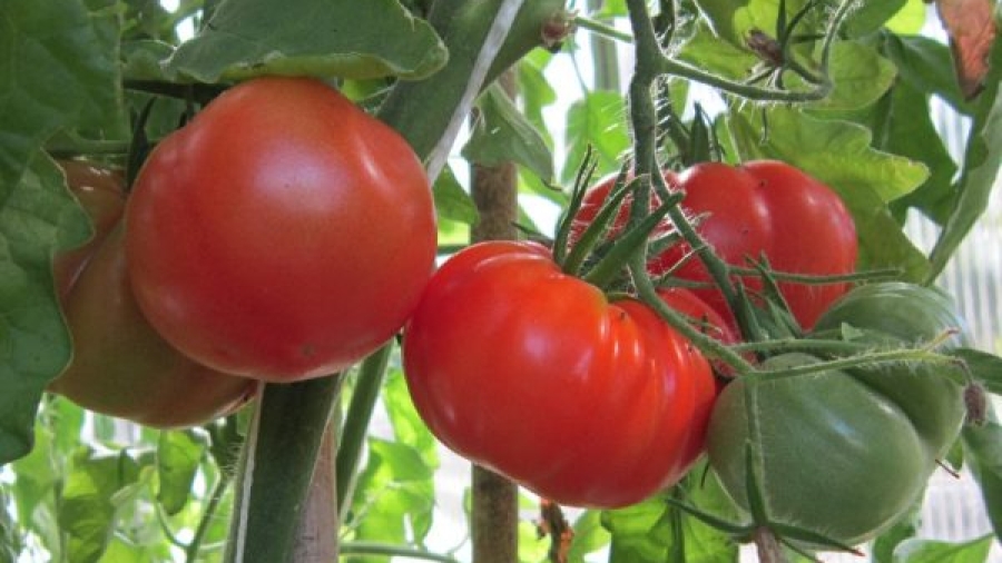 Tomates-600x411