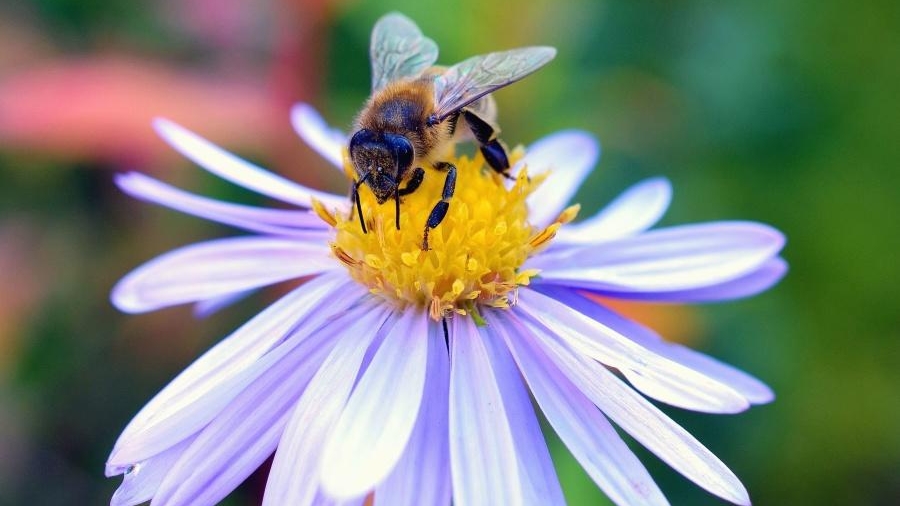 plantas_y_flores_que_atraen_abejas_1669_orig