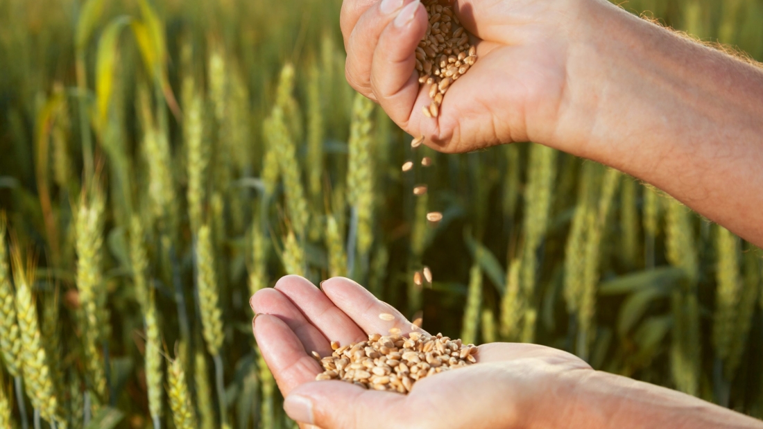 Man,Pours,Wheat,From,Hand,To,Hand,On,The,Background