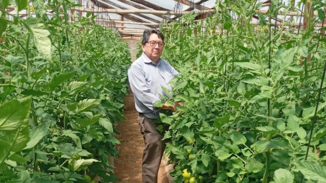 Juan Sandoval, productor de tomate en Limache