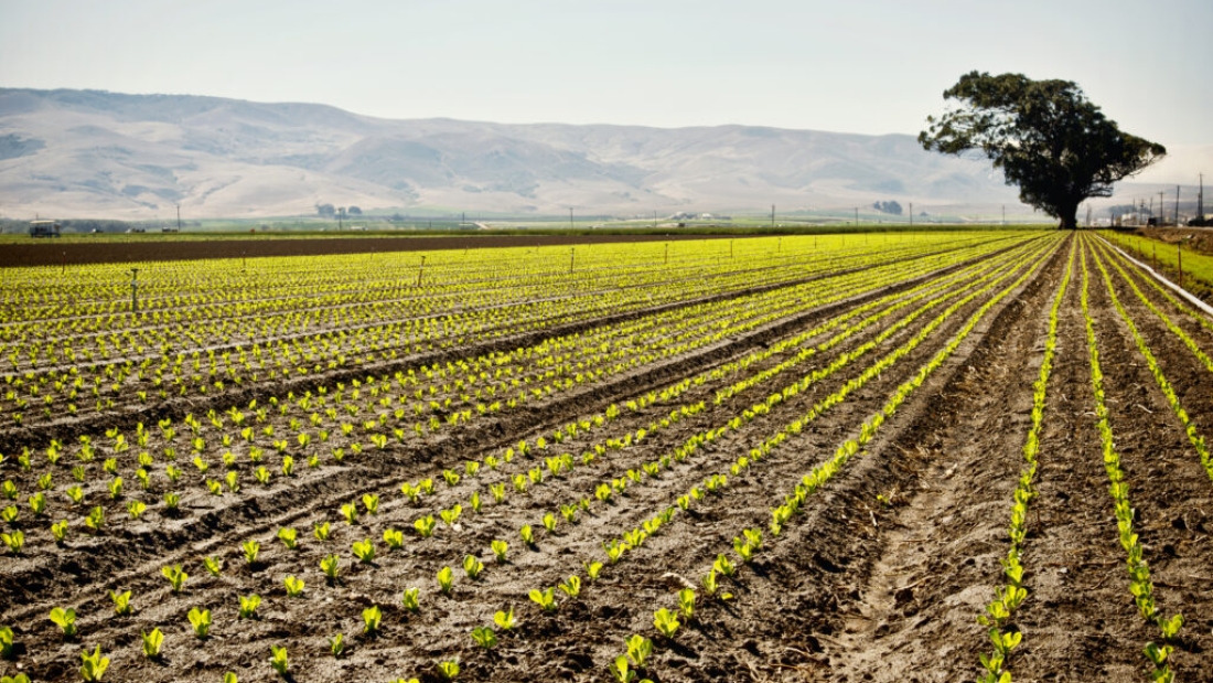 California-Cultivos-Campo-shutterstock_272289422-1024x683