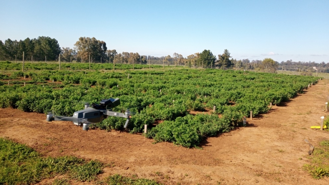 Uso de dron en alfalfa (002)