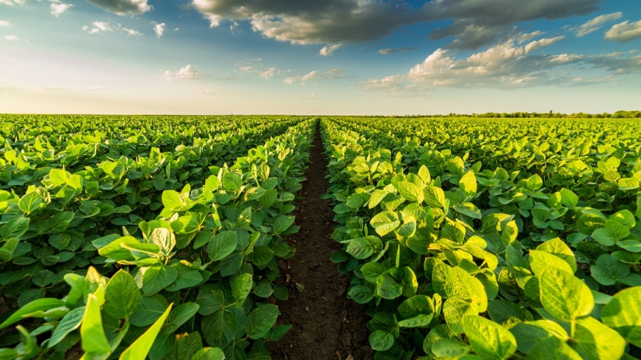 Green ripening soybean field, agricultural landscape