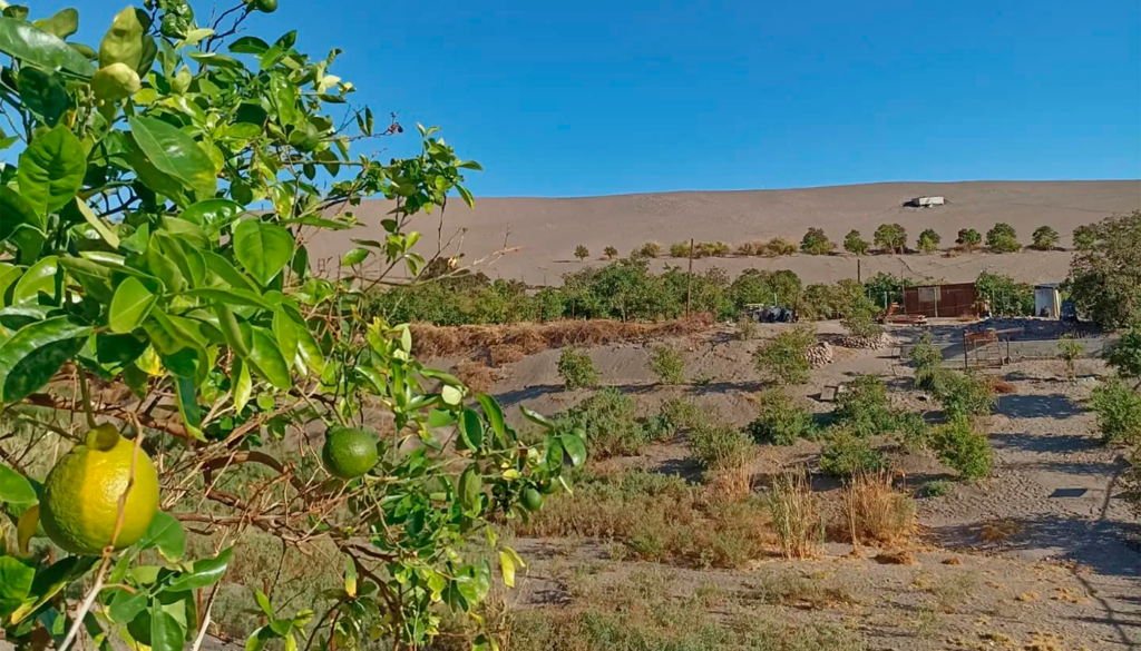 Proyecto pionero de eficiencia hídrica busca cultivar en el árido norte de Chile