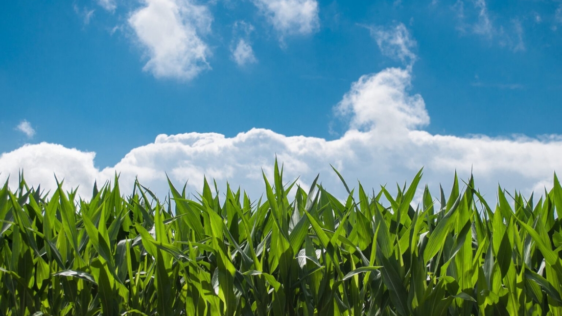 corn-field-440338_1920-1536x1020