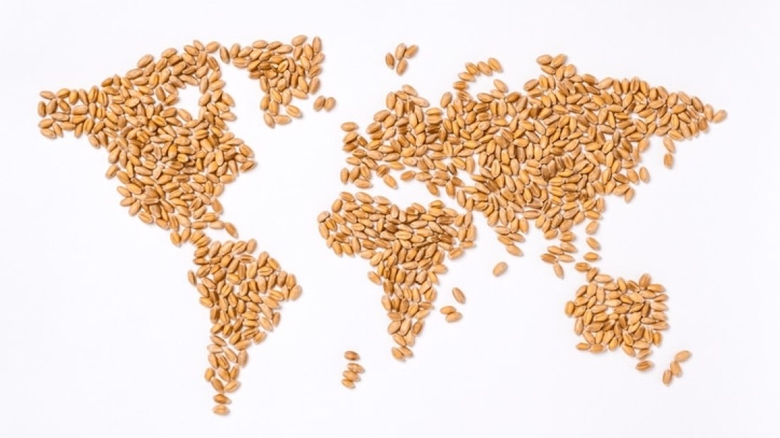 World map made of wheat grains. Grain continents. Concept of global food scarcity and hunger, export and food supply chain