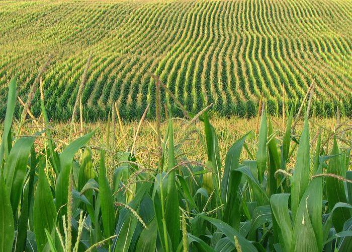 Identificando el maíz del futuro