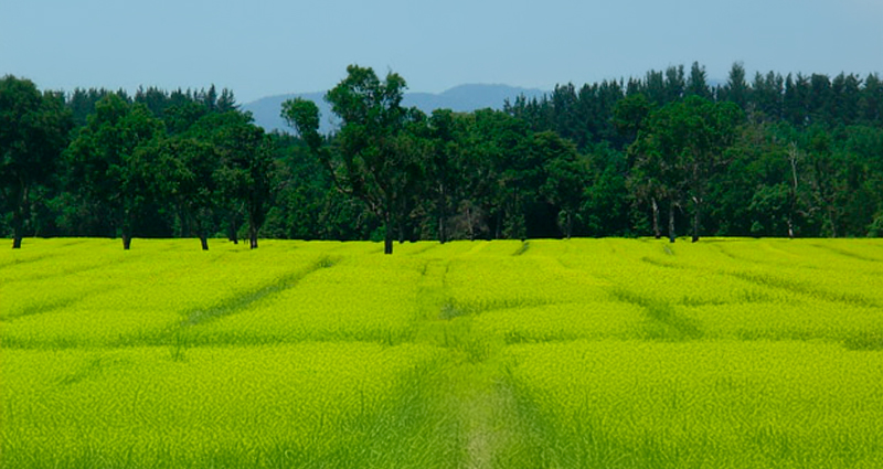 Canola