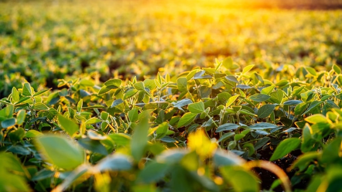 1920_stock-photo-leaves-of-soybean-sprouts-against-the-sun-close-up-soy-grows-in-an-agricultural-field-on-sunny-day-2505469317