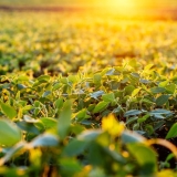 1920_stock-photo-leaves-of-soybean-sprouts-against-the-sun-close-up-soy-grows-in-an-agricultural-field-on-sunny-day-2505469317