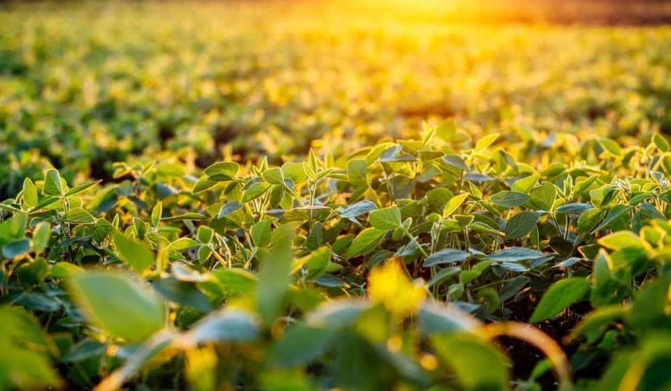 1920_stock-photo-leaves-of-soybean-sprouts-against-the-sun-close-up-soy-grows-in-an-agricultural-field-on-sunny-day-2505469317