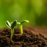 Little green seedlings growing in soil, closeup