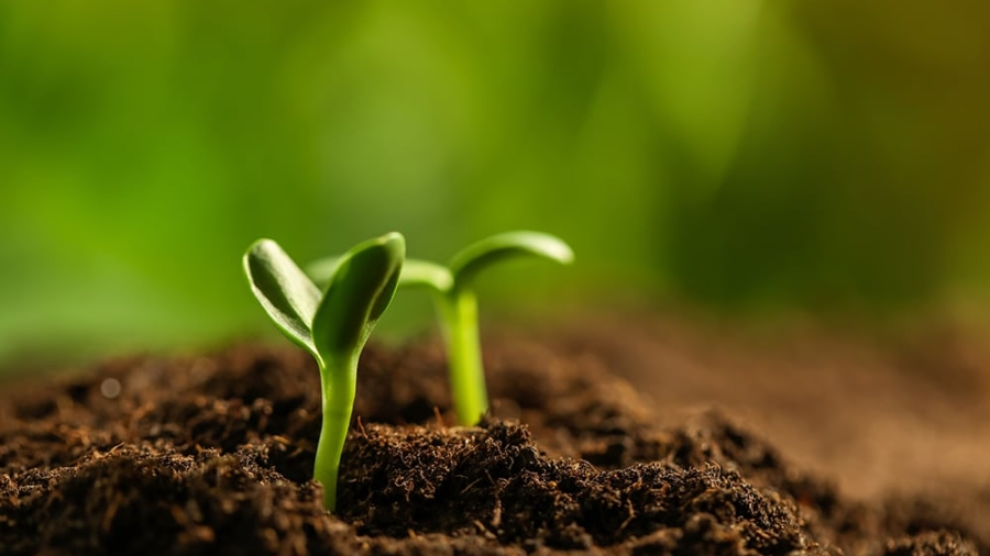 Little green seedlings growing in soil, closeup