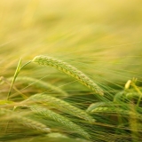 barley-2117454_1280-scaled-1