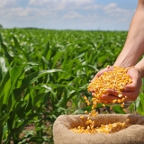 Corn grains in the hands of a successful farmer, in a background green corn field. Close up of hands full of corn in a jute sack from a young farmer. Spring sunny day rural scene