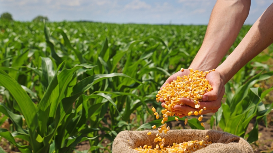 Corn grains in the hands of a successful farmer, in a background green corn field. Close up of hands full of corn in a jute sack from a young farmer. Spring sunny day rural scene