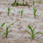 Predicción de maíz preparado para el clima