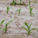 El factor incontrolable más importante en el cultivo de maíz es el clima.