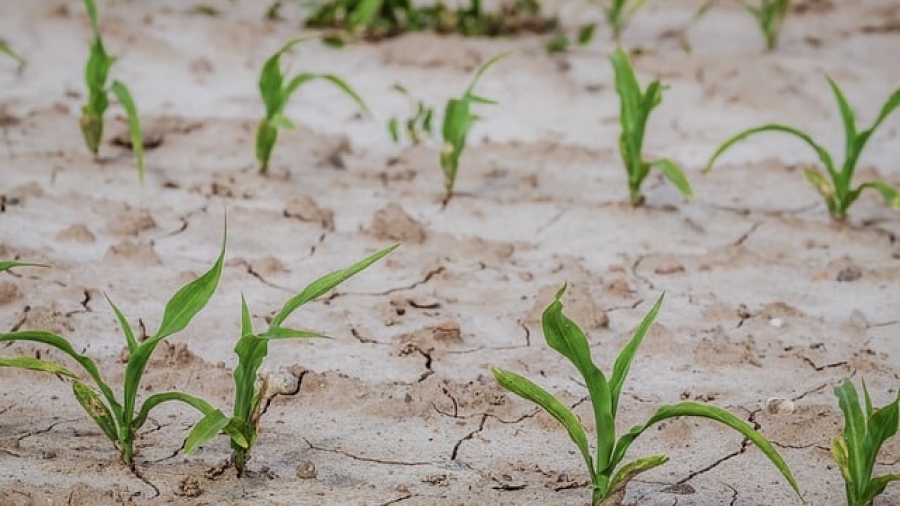 El factor incontrolable más importante en el cultivo de maíz es el clima.