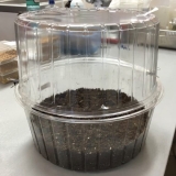 18-Ready-for-germination-scaled-1