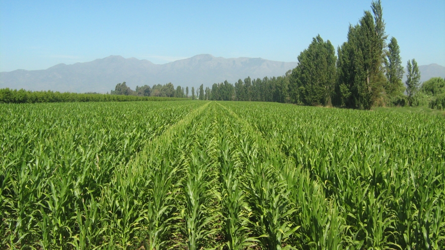 Campo de Maíz